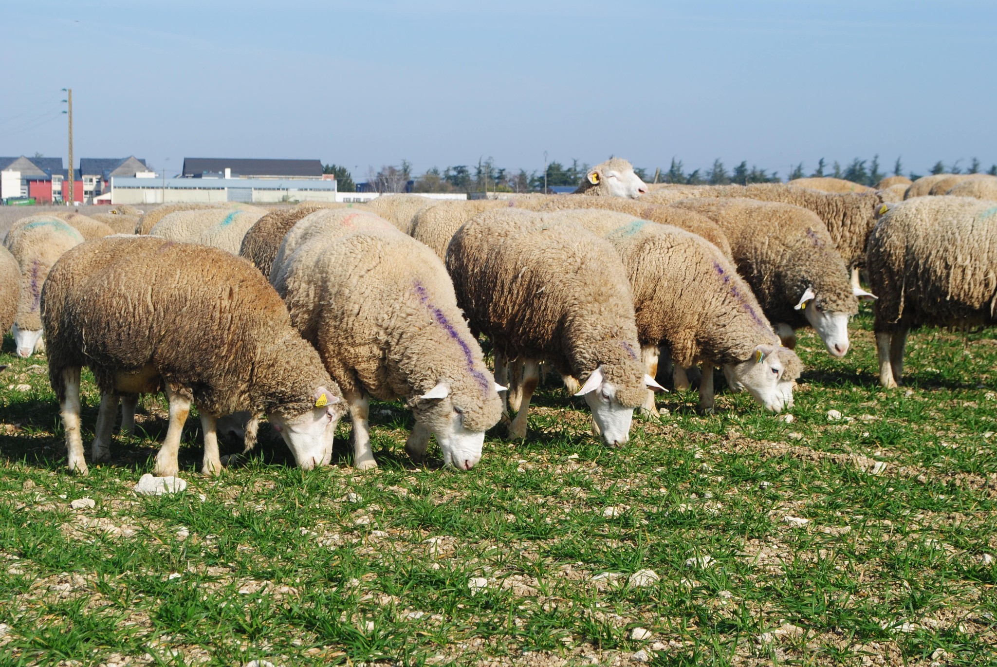 Ovins : faire pâturer les céréales en hiver