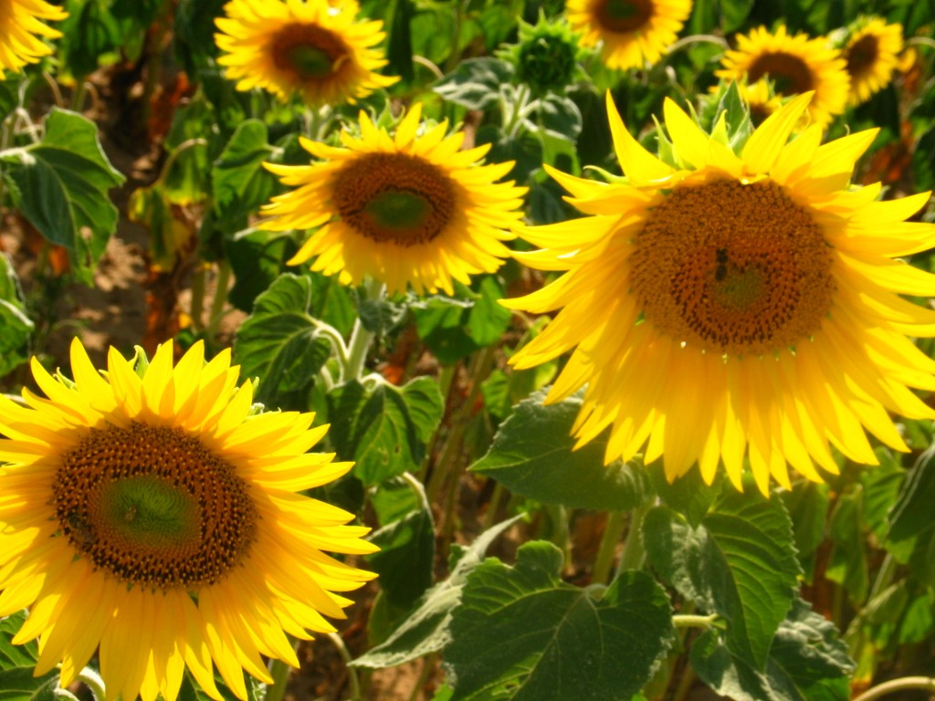 Tournesols : les variétés recommandées pour les semis 2023