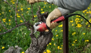 Vignes : la taille manuelle, vectrice de maladies