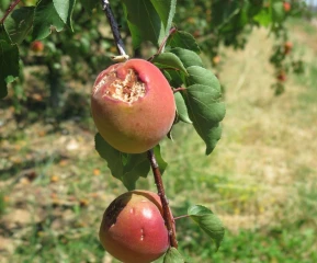 Gestion des risques climatiques : une révolution pour le secteur agricole