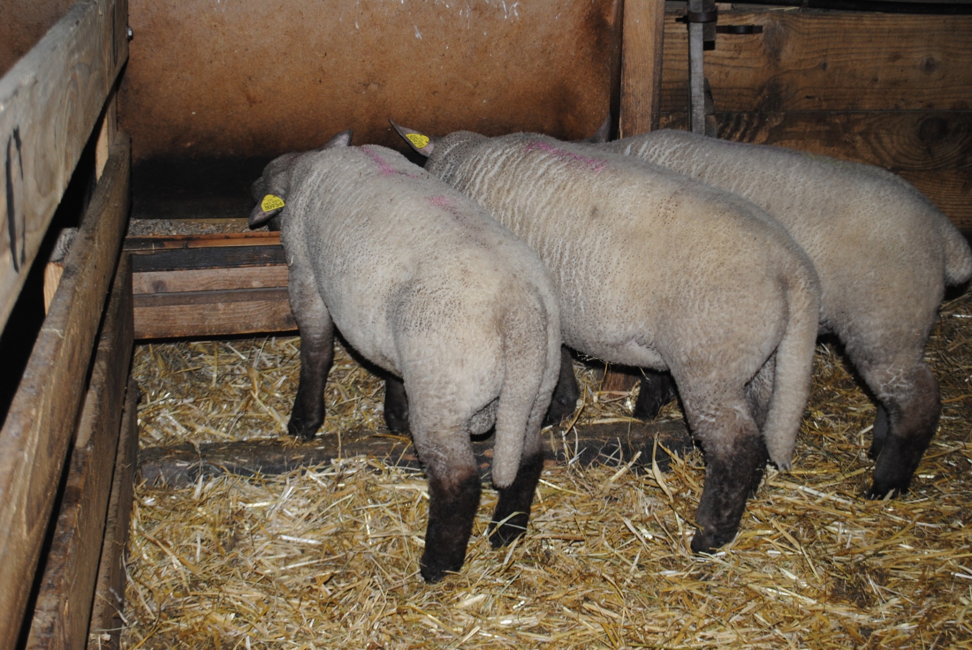 L’aliment complet « idéal » pour les agneaux de bergerie