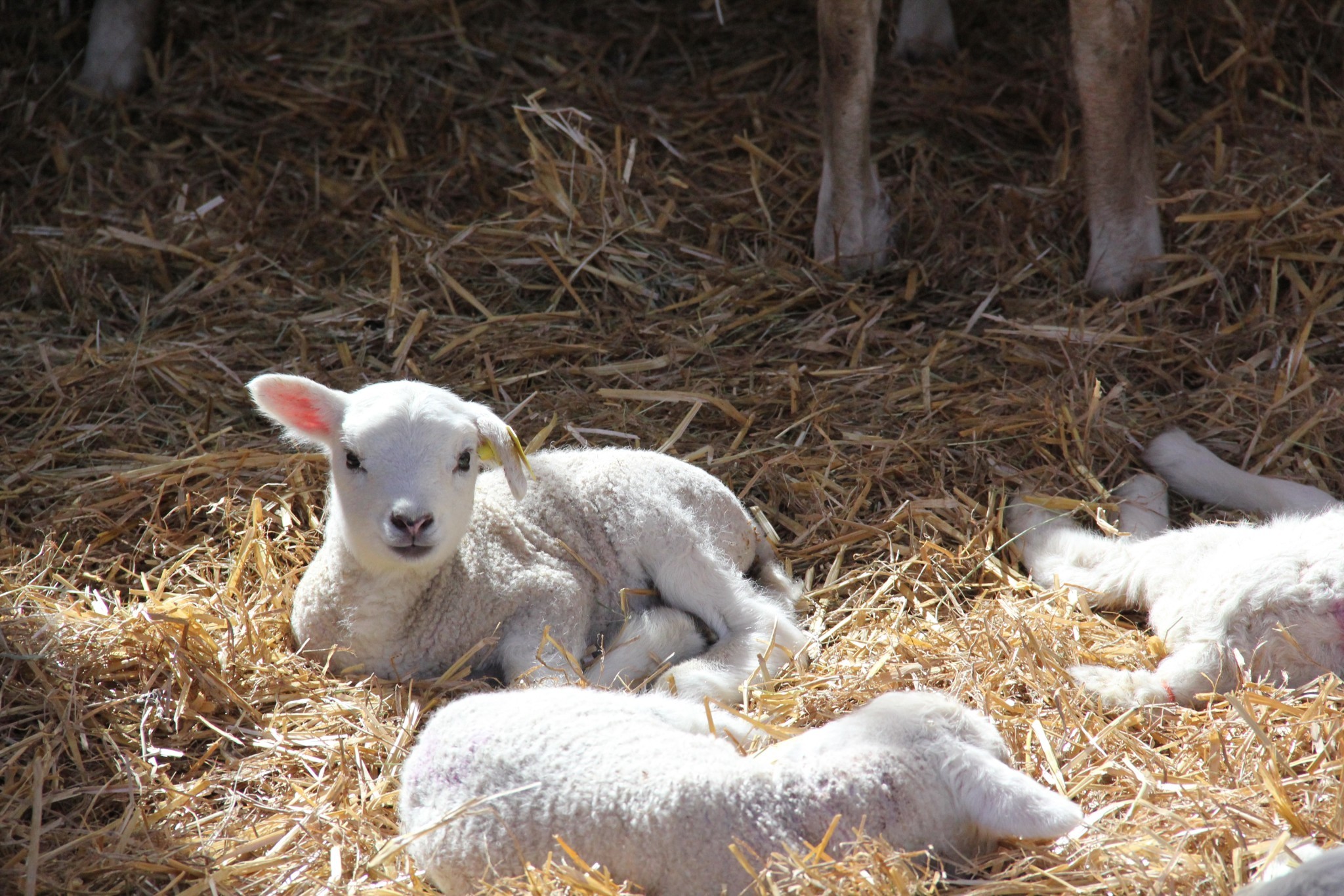 Fin de gestation des brebis : la période à ne pas rater