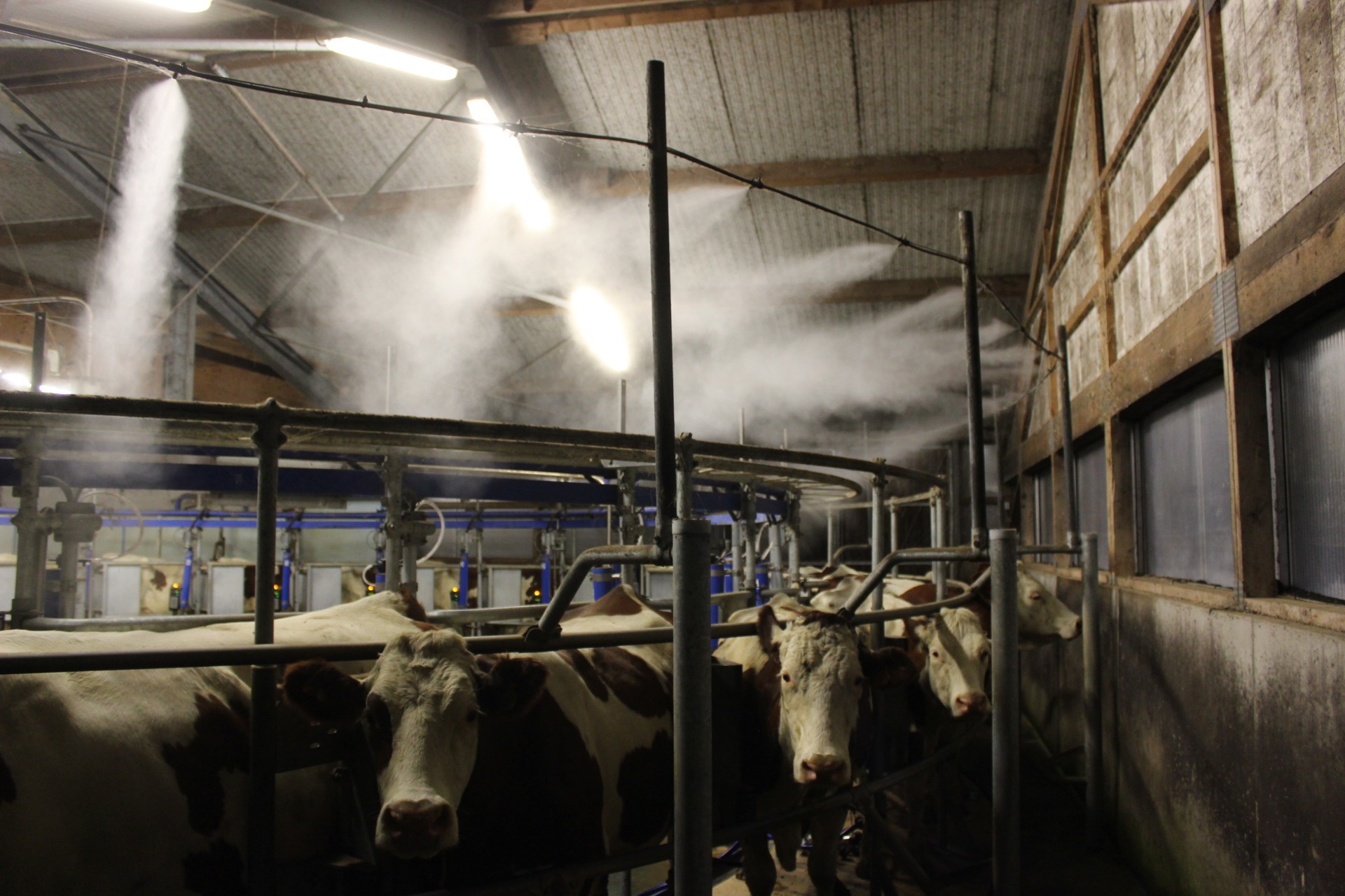 Brumisateur en salle de traite : confort à bonne température