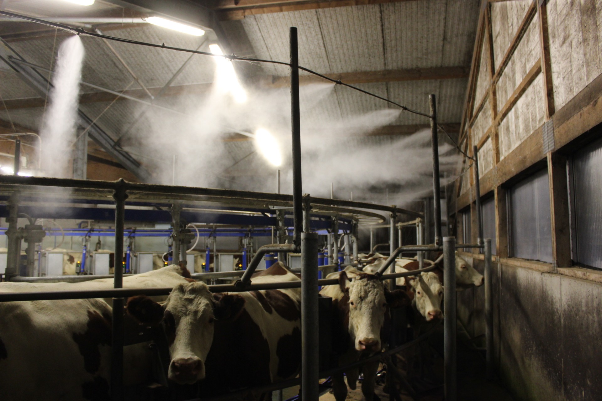 Brumisateur en salle de traite : confort à bonne température