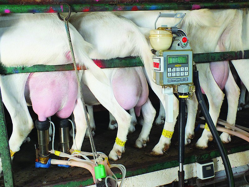 Laurent Thomas : “ Les STEC sont des hôtes naturels du tube digestif des ruminants ”