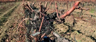 Taille rase de précision et vin de qualité ne sont pas incompatibles