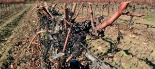 Taille rase de précision et vin  de qualité ne sont pas incompatibles