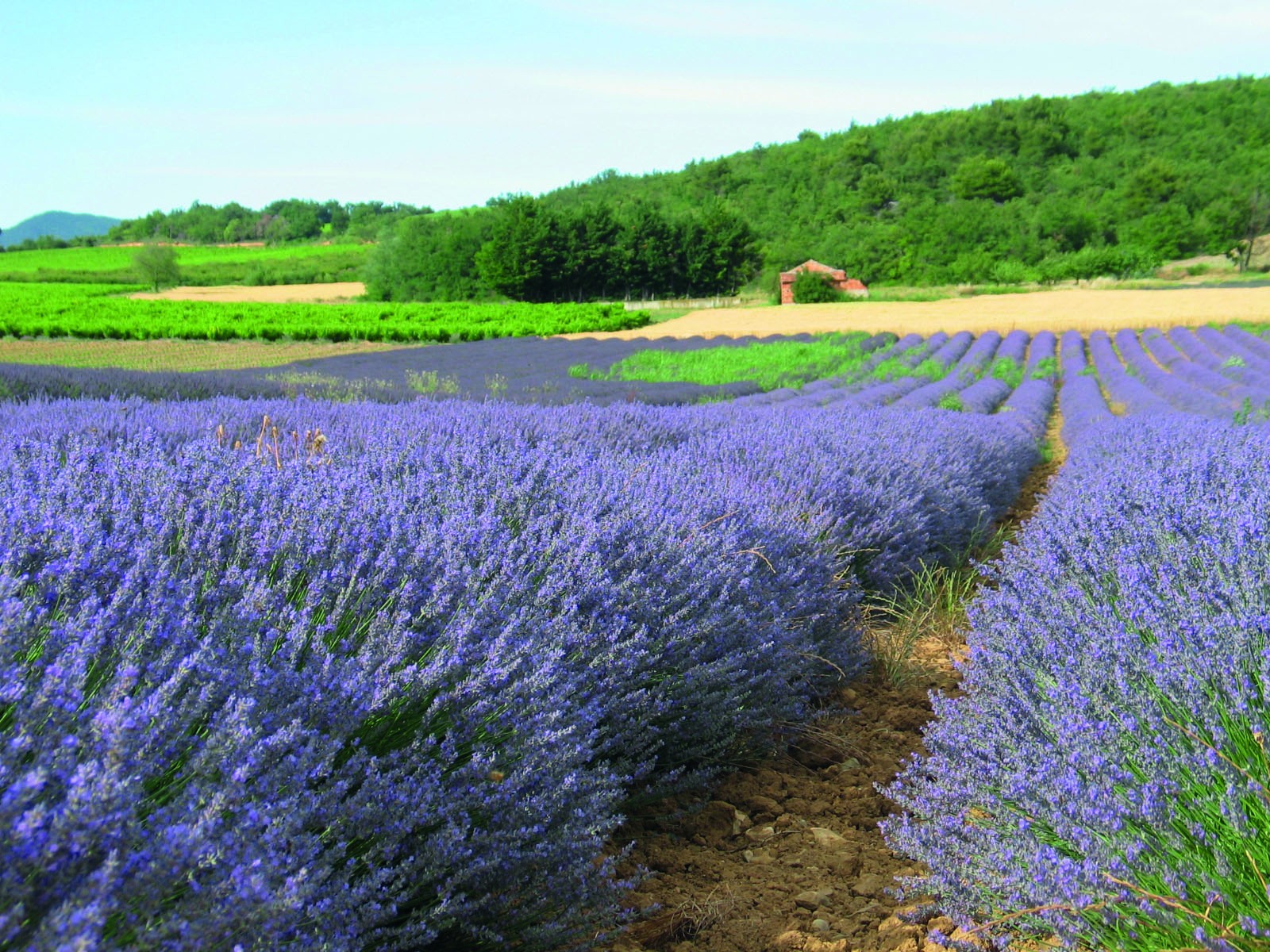 Formations plantes à parfum, aromatiques et médicinales