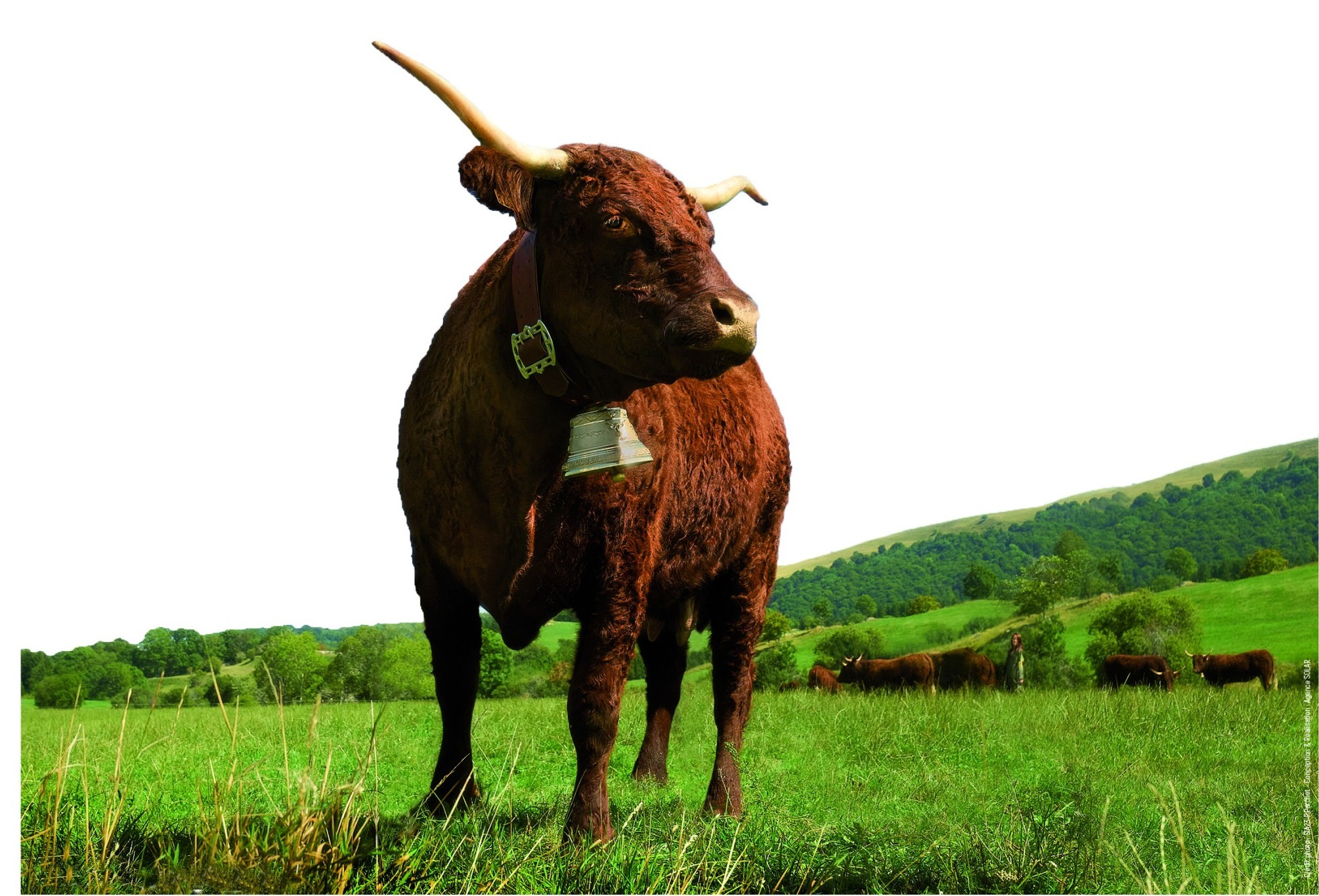Ovalie, l’étendard acajou de l’agriculture moderne