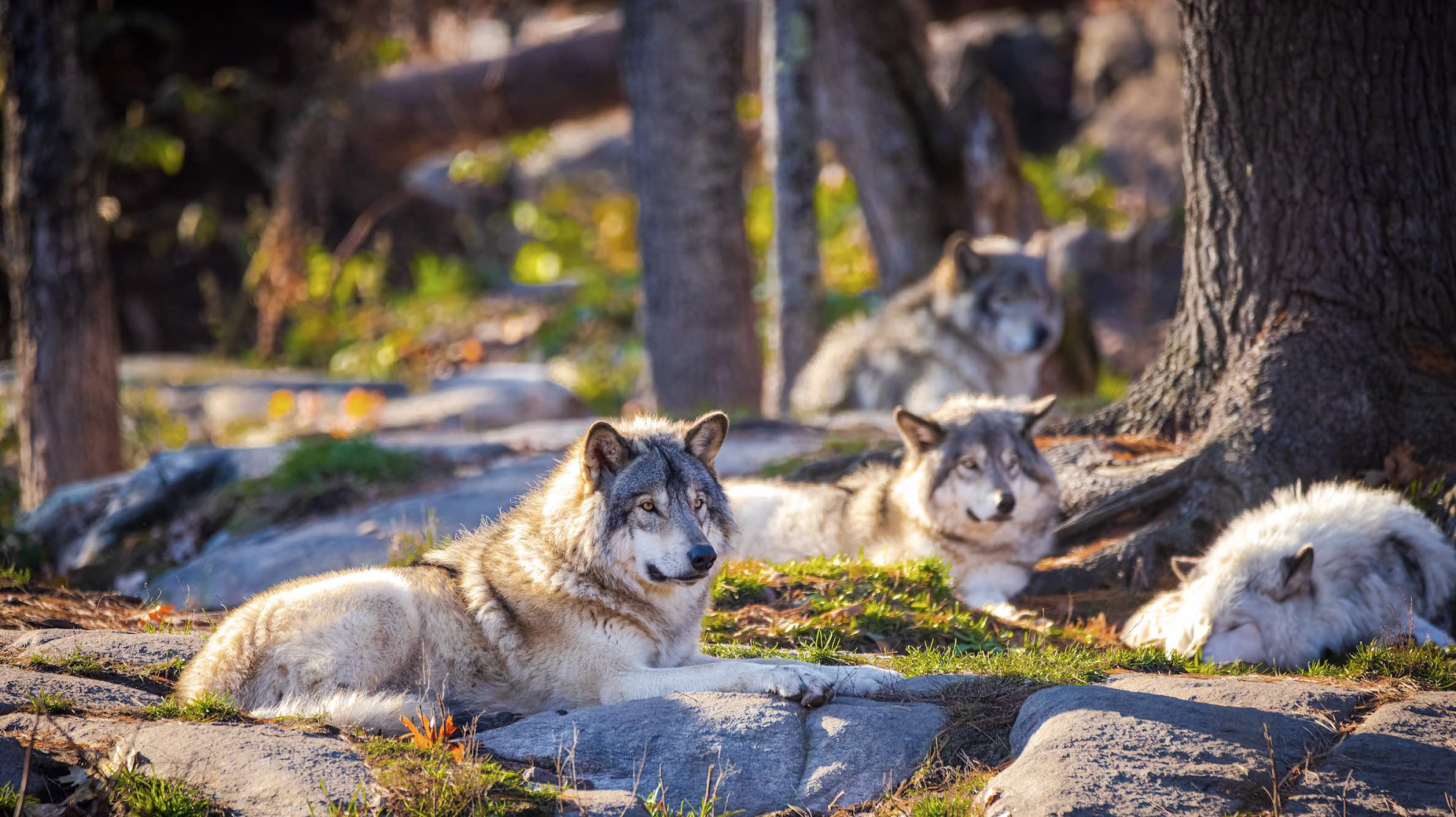 Prédation : un homme menacé par une meute de loups