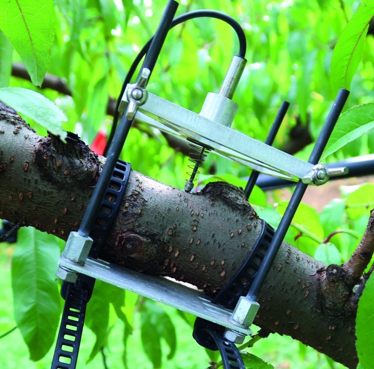 Irrigation des vergers : ouvrir le champ des possibles