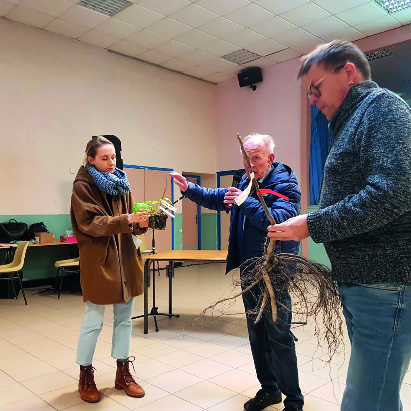 Des plants de noyers in vitro à partir de 2026