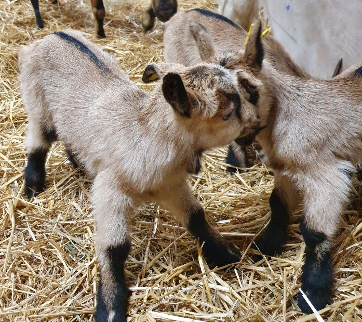 La filière chevreaux en plein développement