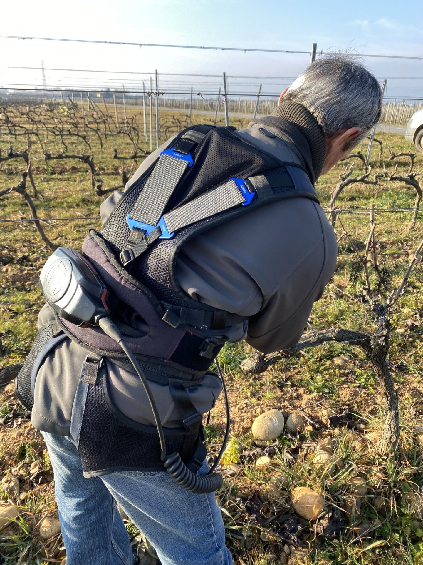 Exosquelette : soulager son dos lors de la taille de la vigne