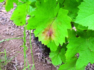 Variétés résistantes à typicité régionale : quel vignoble demain ?