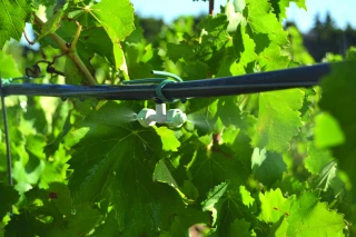 Gérer le stress hydrique des vignes