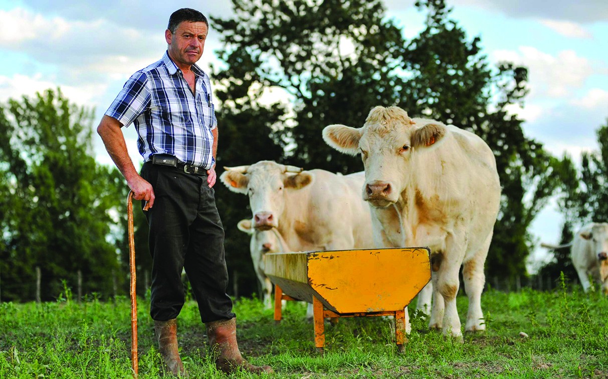 Viande bovine : l’inflation plombe le revenu