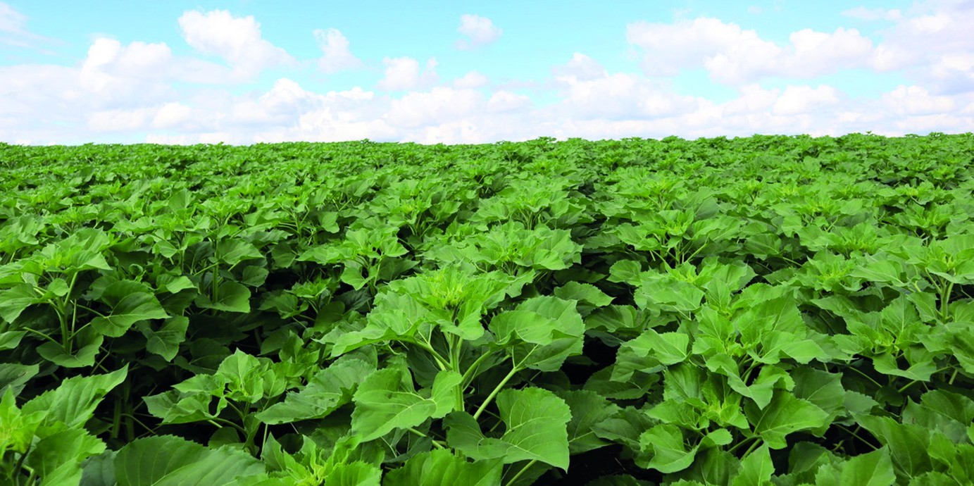 Fertilisation du tournesol : azote, bore, phosphore et potasse