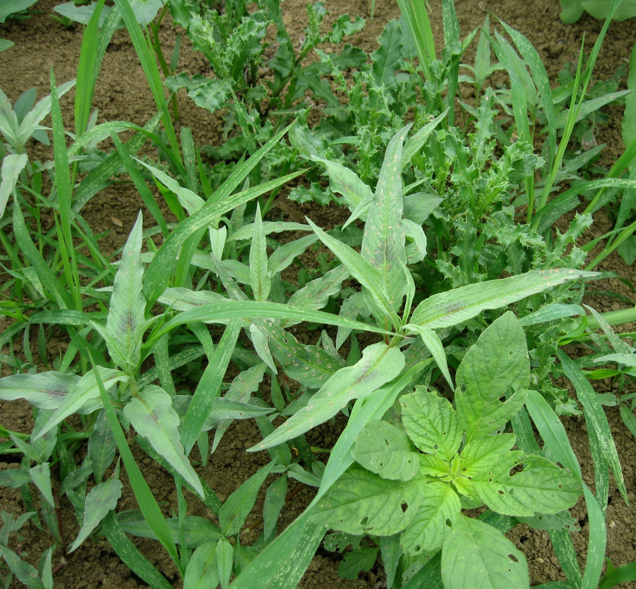 Désherbage du tournesol : adapter sa stratégie à la flore visée