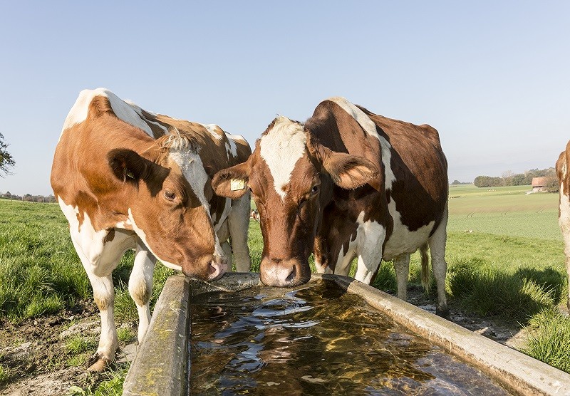 Au pâturage,  l’eau est primordiale