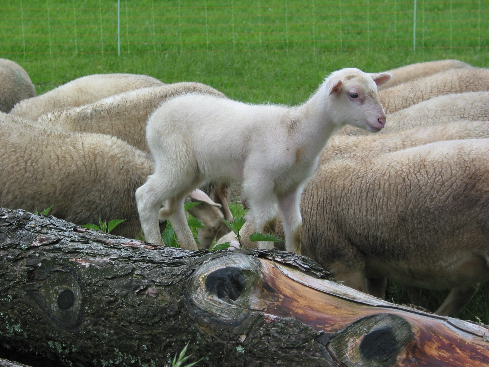 Le tænia et l’agneau d’herbe