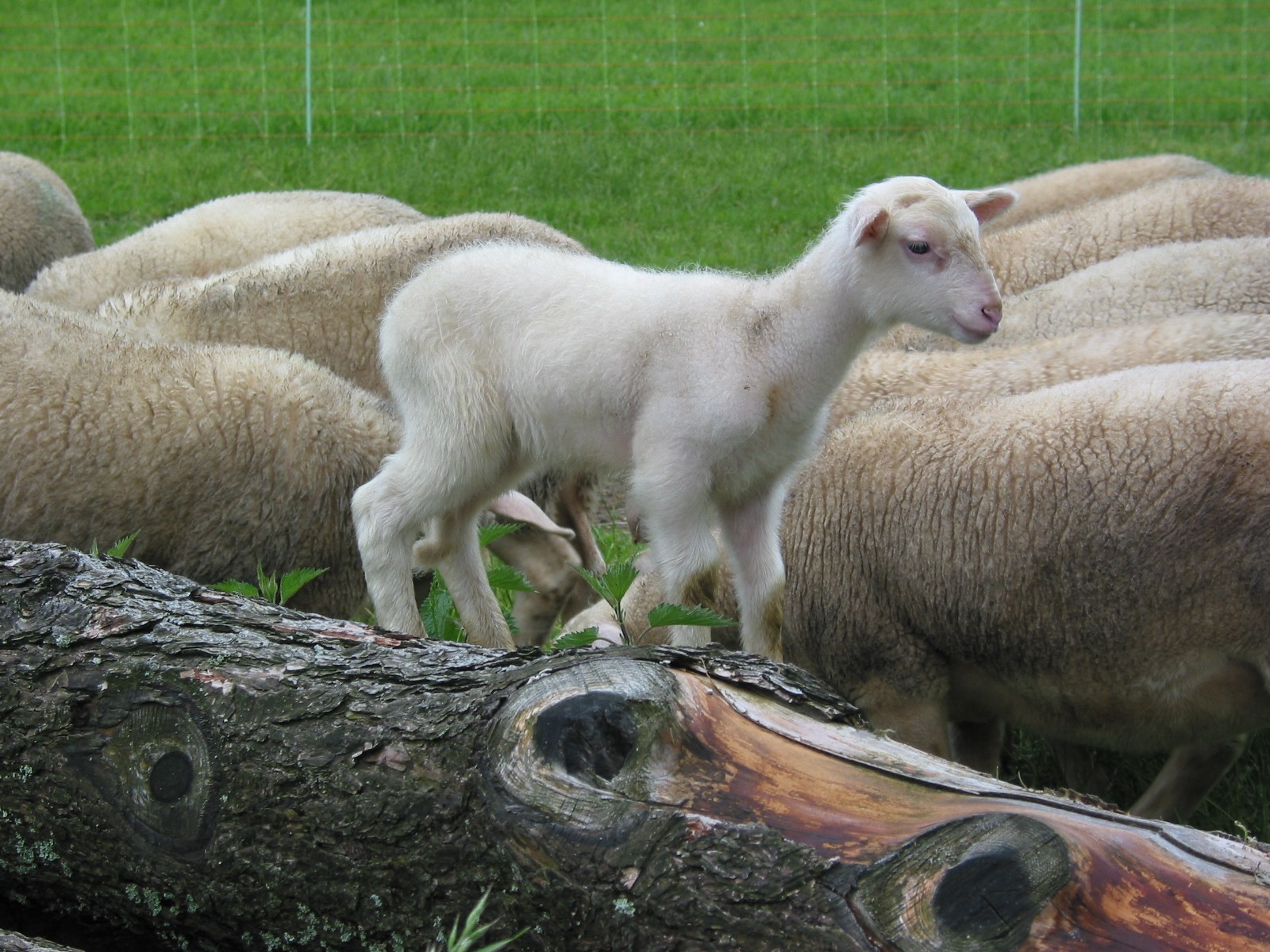 Le tænia et l’agneau d’herbe 