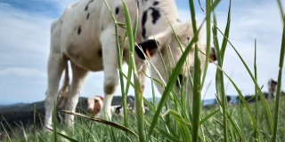 Mise à l’herbe : il faut l’anticiper  et la prévoir dès maintenant