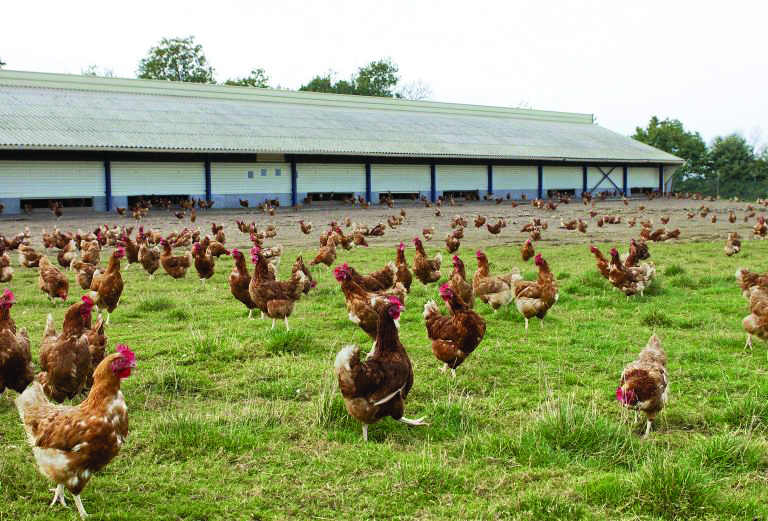 La vaccination contre l’influenza aviaire est une urgence pour la filière