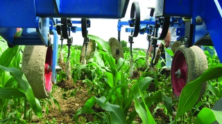 Maïs : les différentes stratégies de désherbage