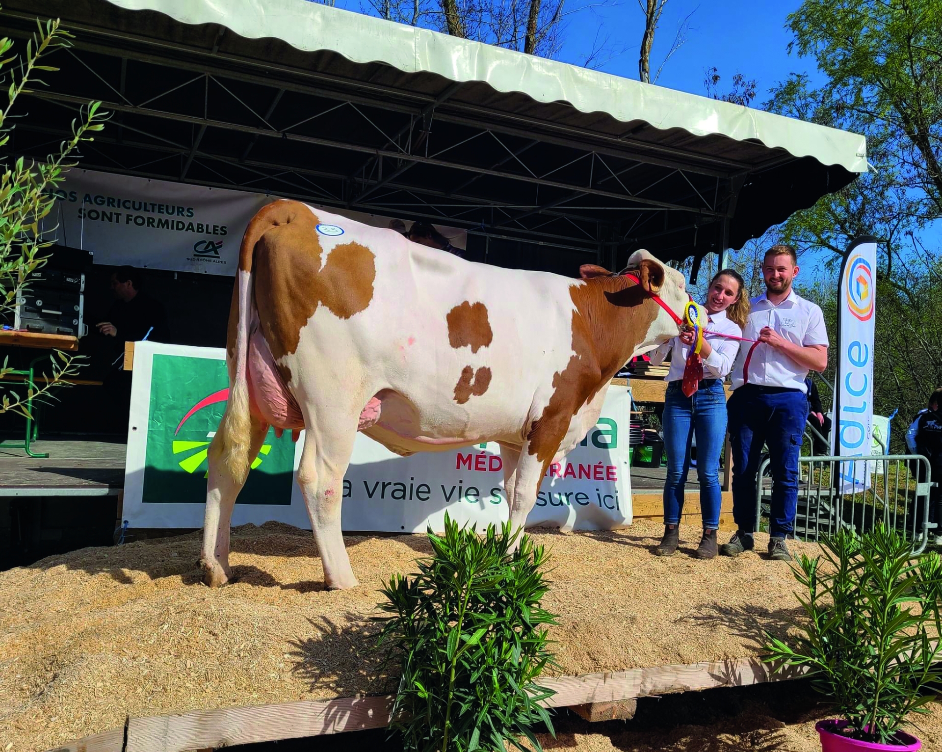 Concours d’Hauterives :  trois vaches drômoises bien classées