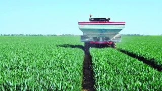  Blé : quelle stratégie de fertilisation adopter pour le dernier apport d’azote ?