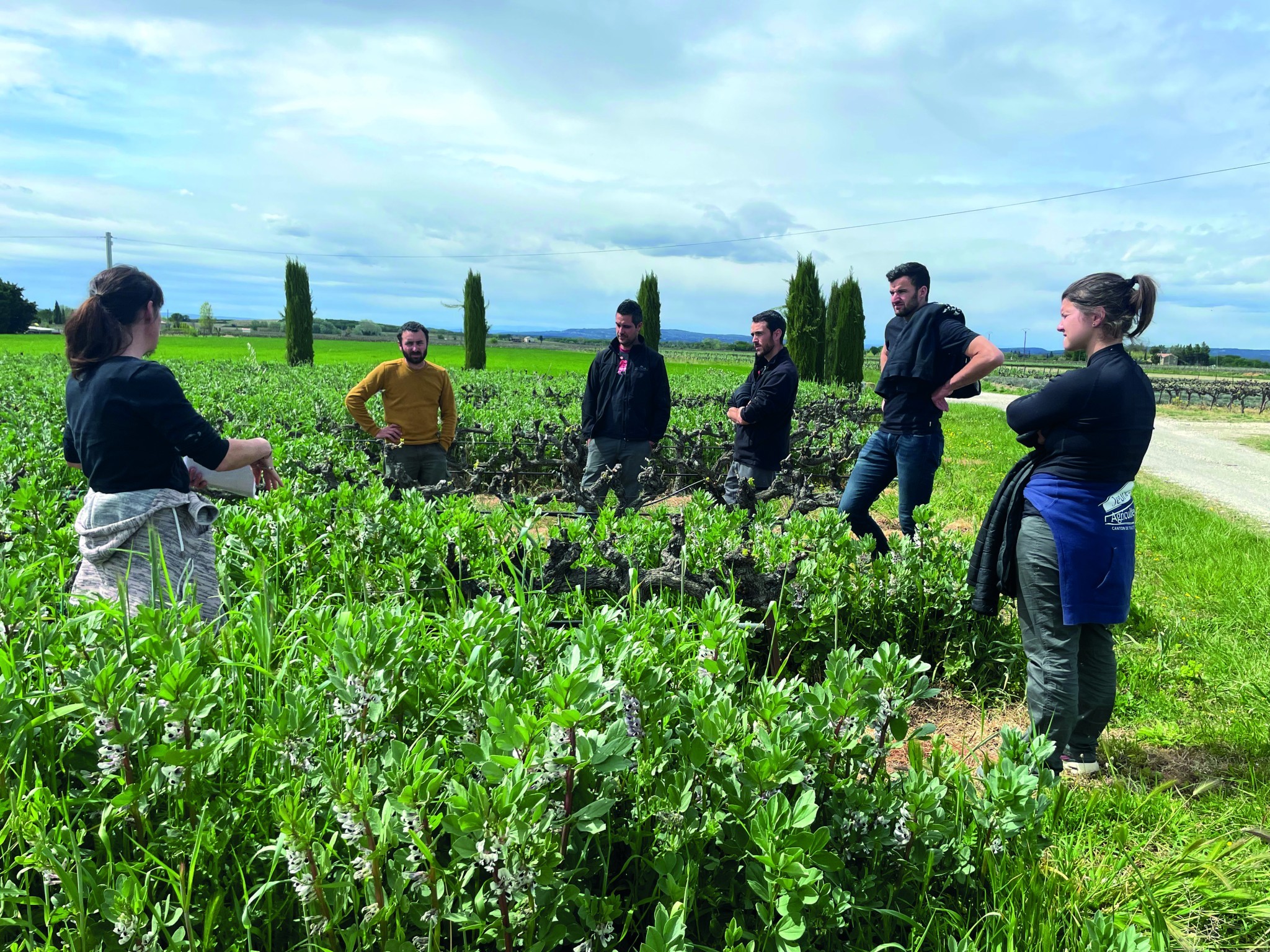 Engrais verts : les jeunes vignerons de l’UVCDR partagent leur expérience