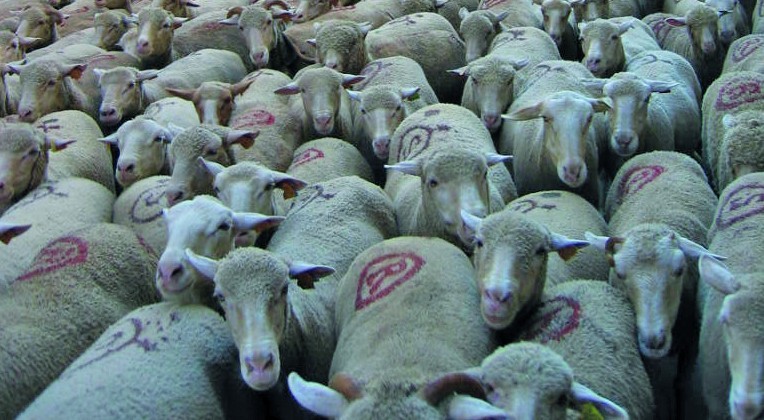 Fête de la transhumance