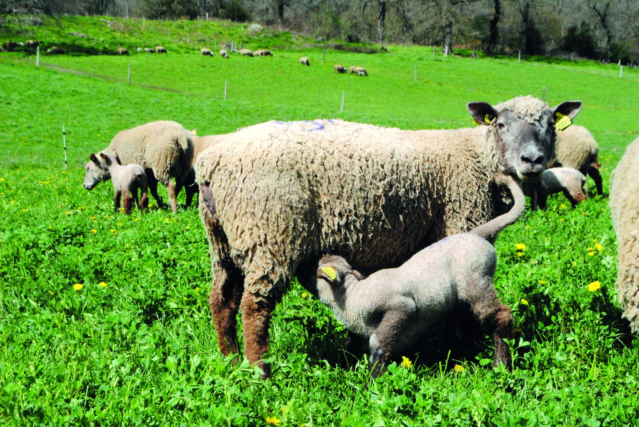 Identifier une résistance des strongles à un produit antiparasitaire