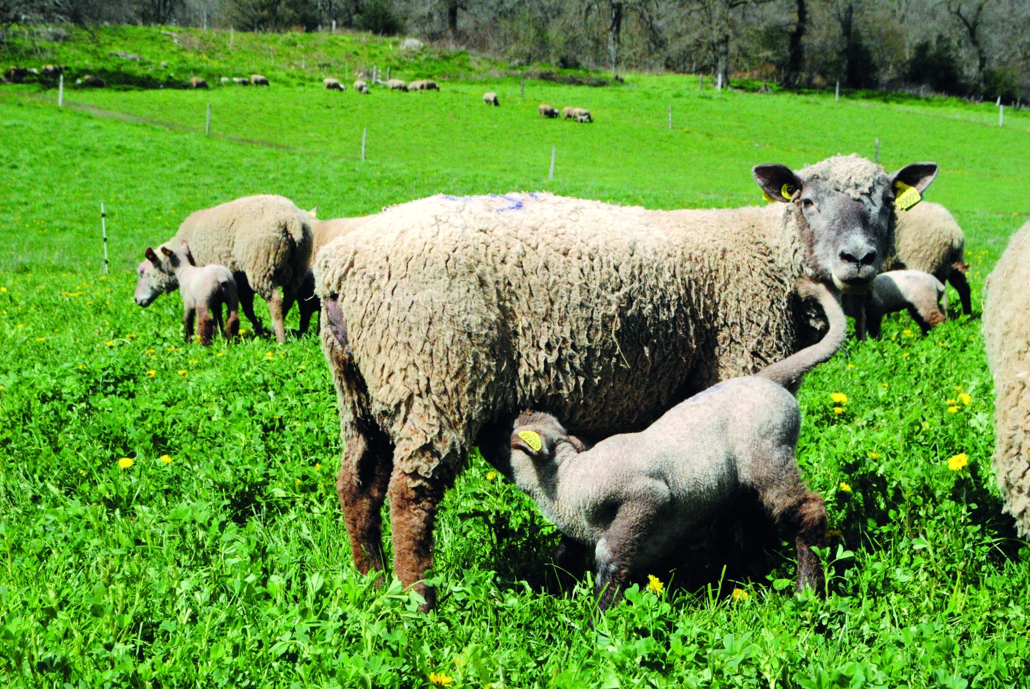 Identifier une résistance des strongles  à un produit antiparasitaire