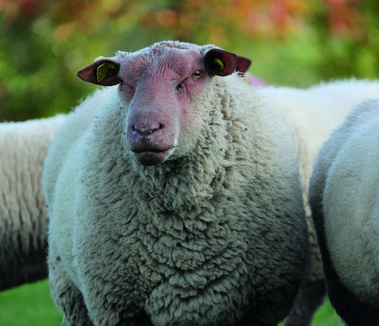 La génétique, une voie d’avenir contre la résistance aux antiparasitaires