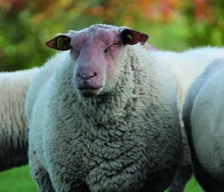 La génétique, une voie d’avenir contre la résistance aux antiparasitaires