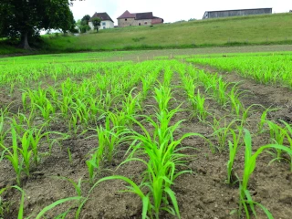 Semer du sorgho à pâturer cet été