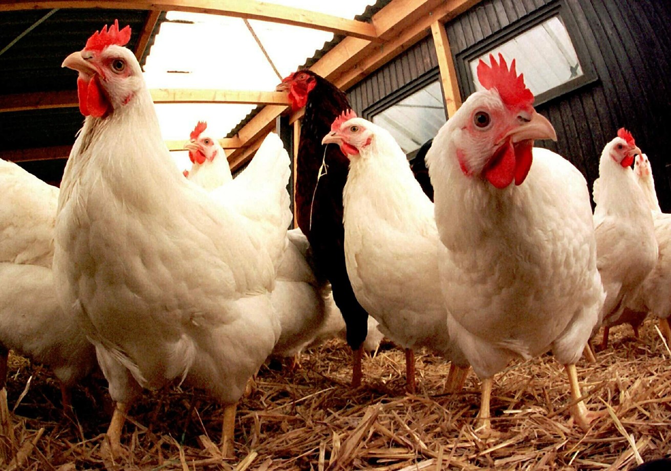 Lutte contre les salmonelles : vaccination et nouveau règlement