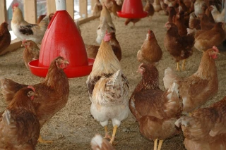 Anticiper la recrudescence de poux rouges