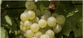Variétés à fin d’adaptation : une multiplicité de choix