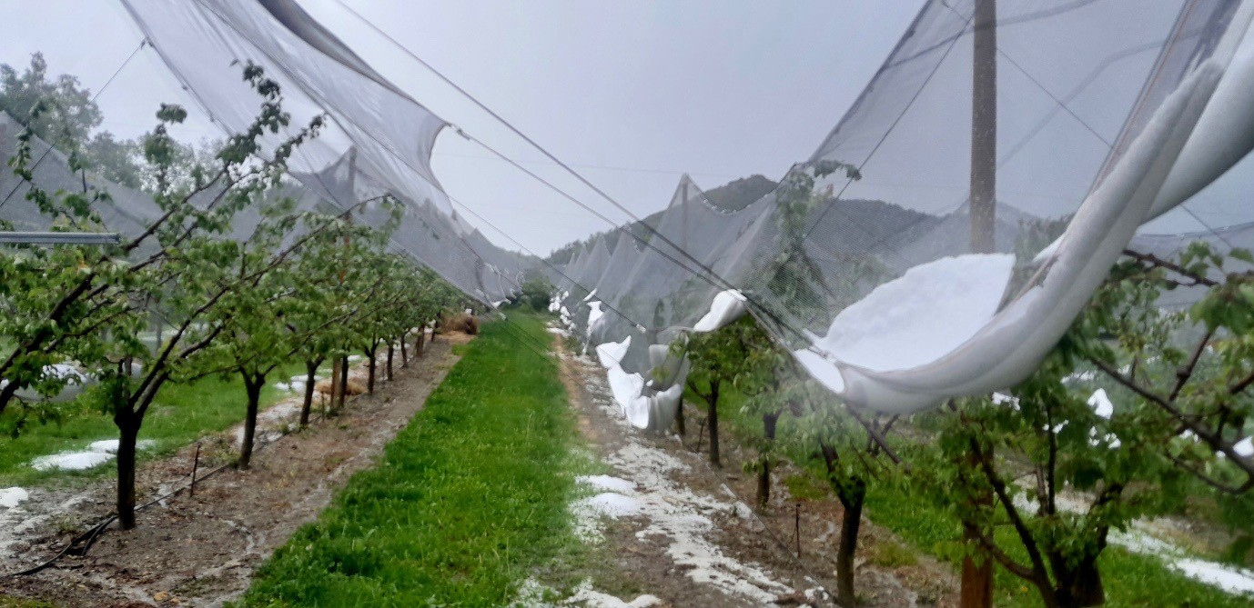 L’abricot des Baronnies durement touché par la grêle