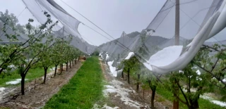 L’abricot des Baronnies durement touché par la grêle