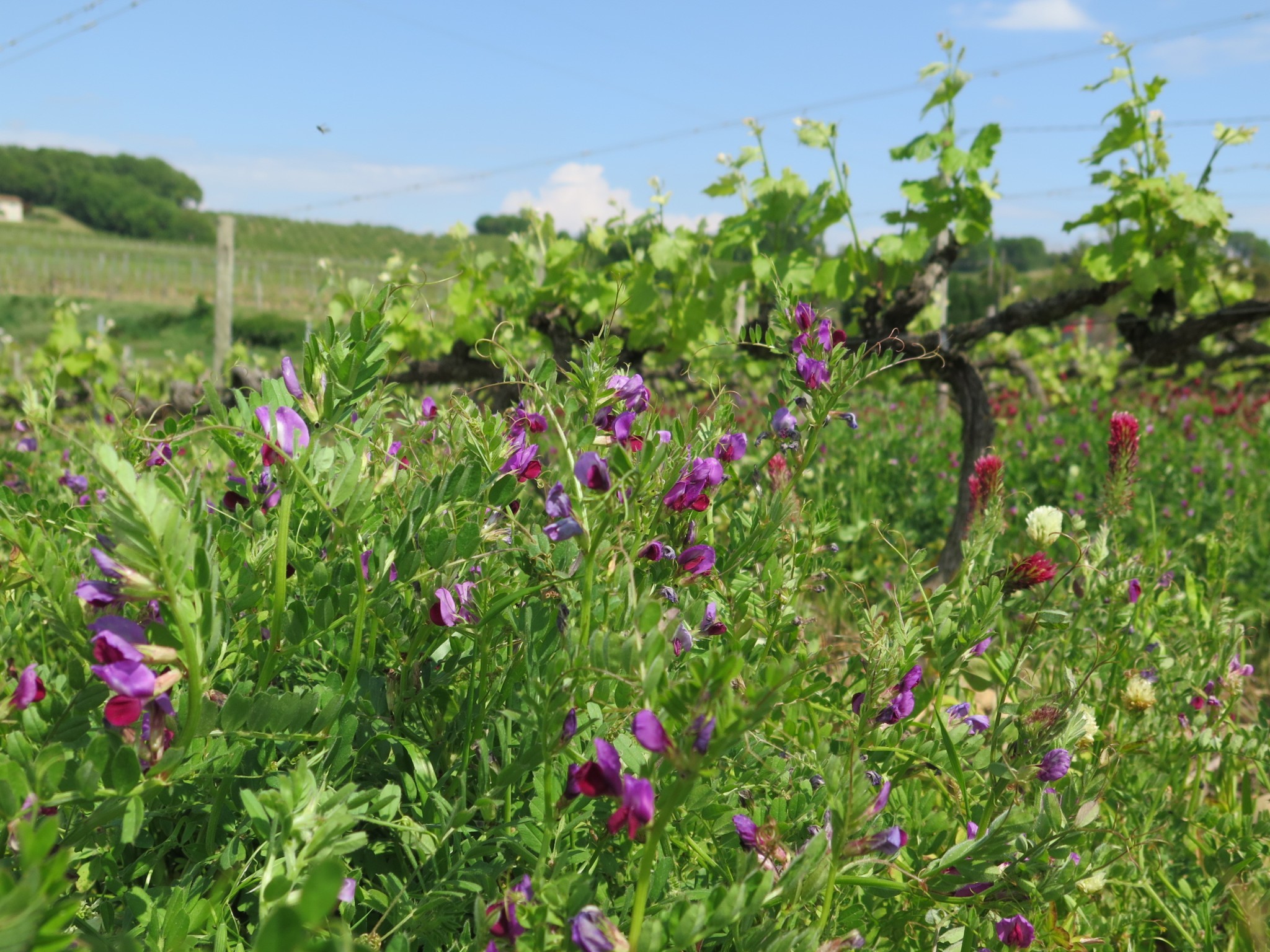 «  L’activité agricole a un fort potentiel de préservation de la biodiversité »