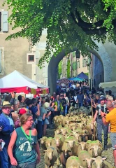 Une fête de la transhumance historique 