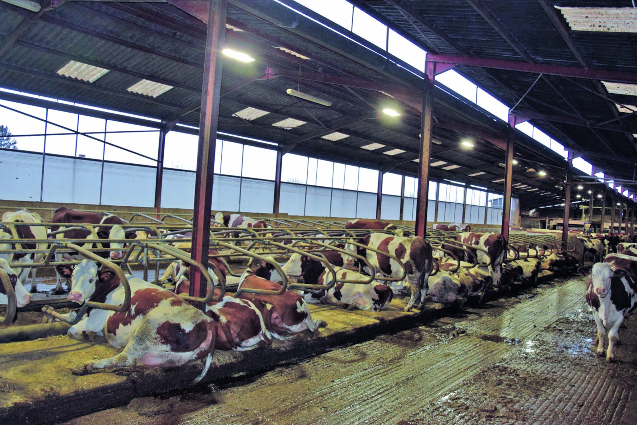 Des vaches bien au frais en pleine canicule