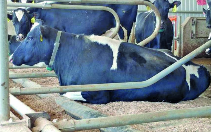 Un matelas à eau pour les vaches laitières