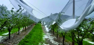 Grêle dans les Baronnies : une réunion avec les producteurs