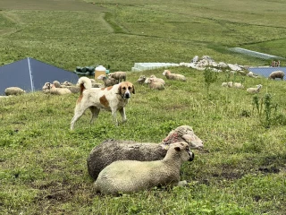 À récit commun, responsabilités communes
