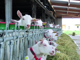 Les points clés de la conduite du troupeau caprin  en période estivale